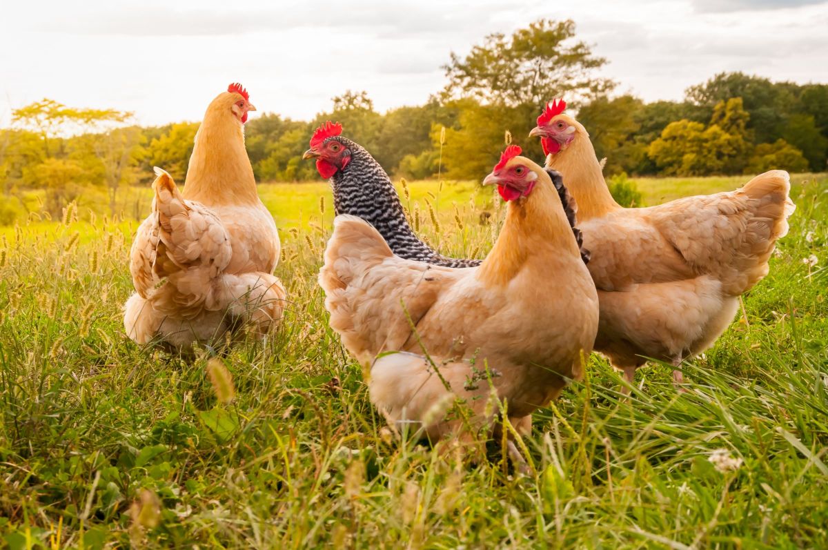 Loué : une nouvelle ère du bien-être animal pour les poulets fermiers