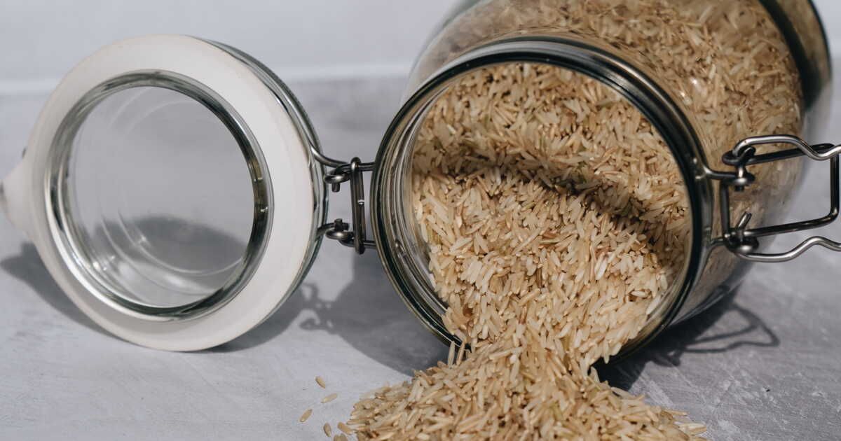 plongée dans l'univers fascinant du riz