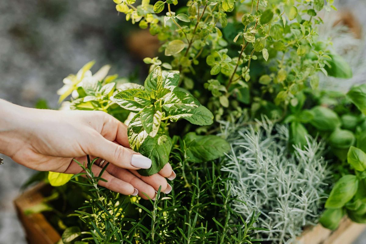Les herbes aromatiques incontournables pour sublimer votre cuisine