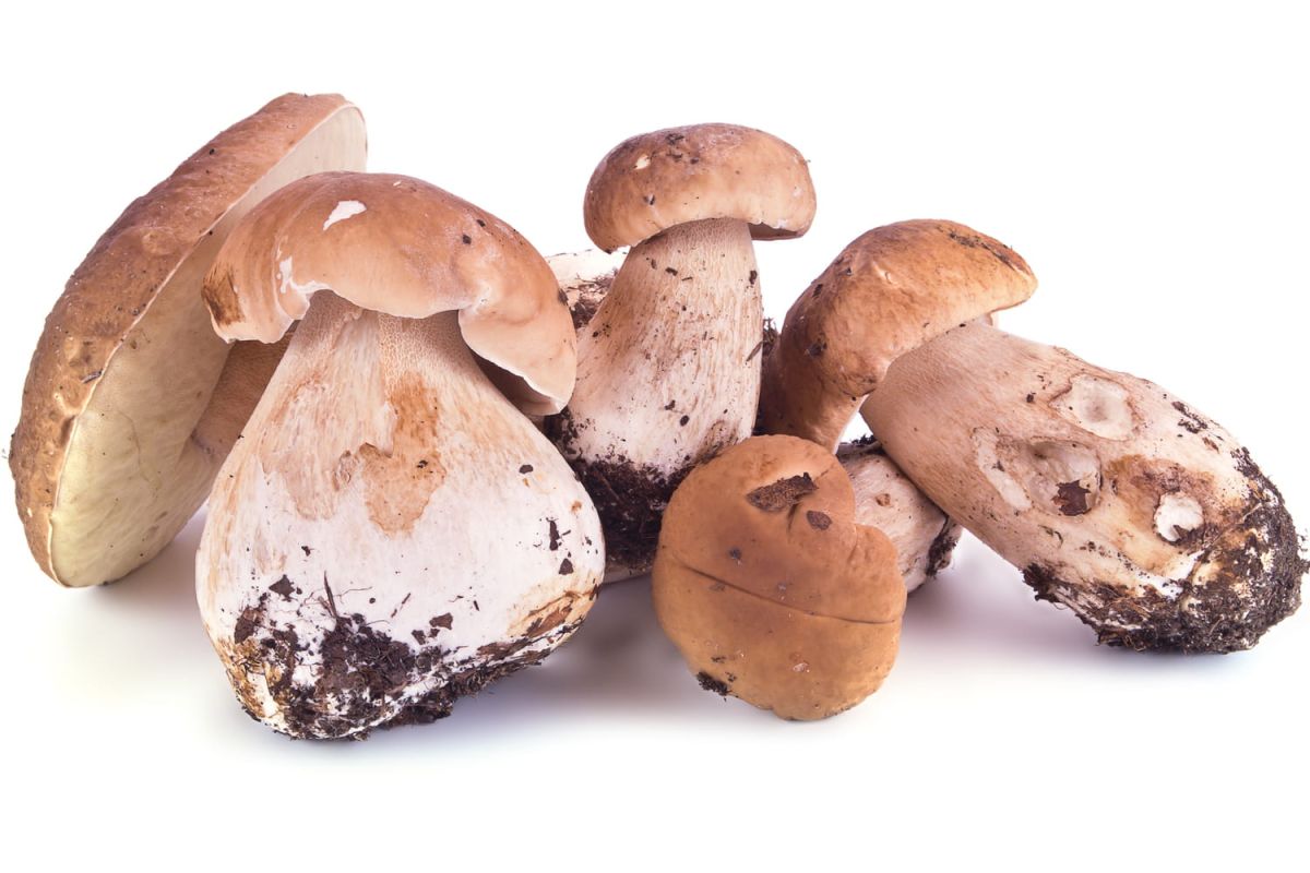 Comment conserver les cèpes ?