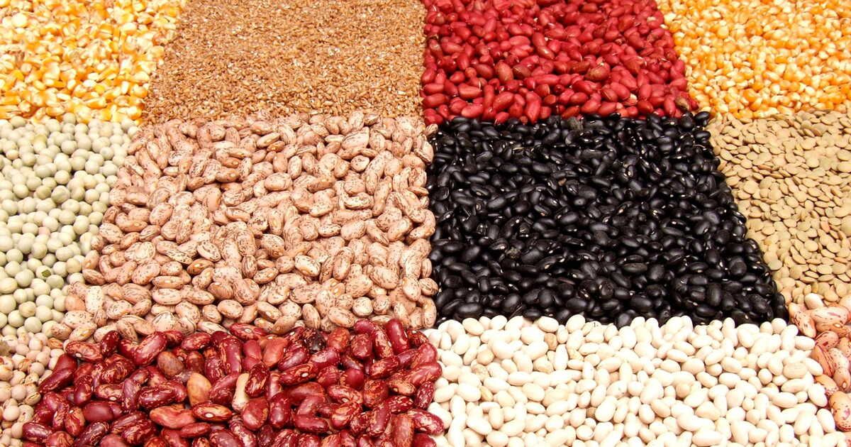 À la découverte des haricots : des saveurs variées et riches en bienfaits