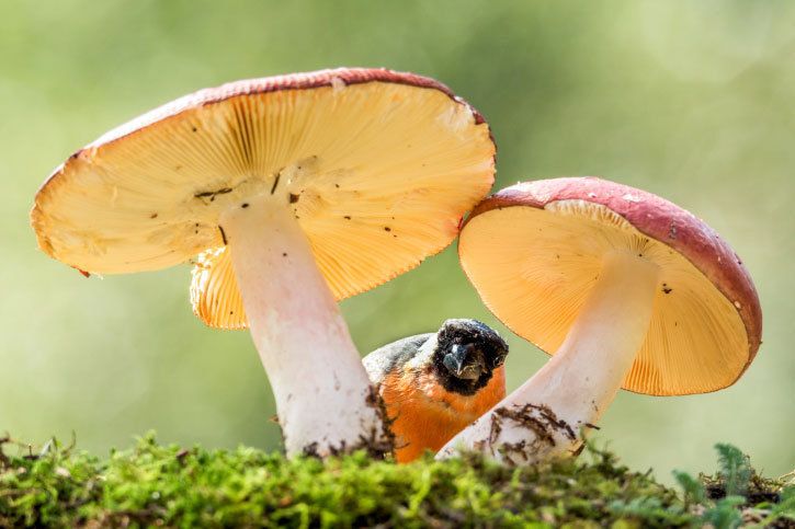 Des intoxications aux champignons en forte hausse : soyez vigilant