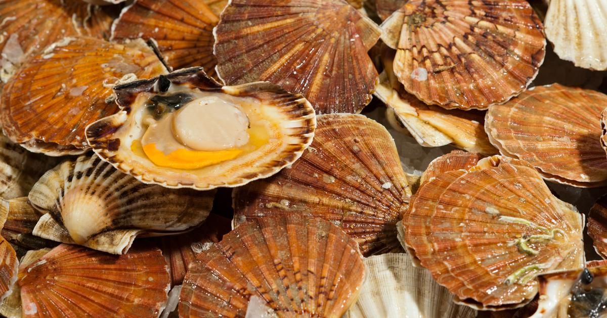 Maîtriser l'art de décoquiller les coquilles Saint-Jacques