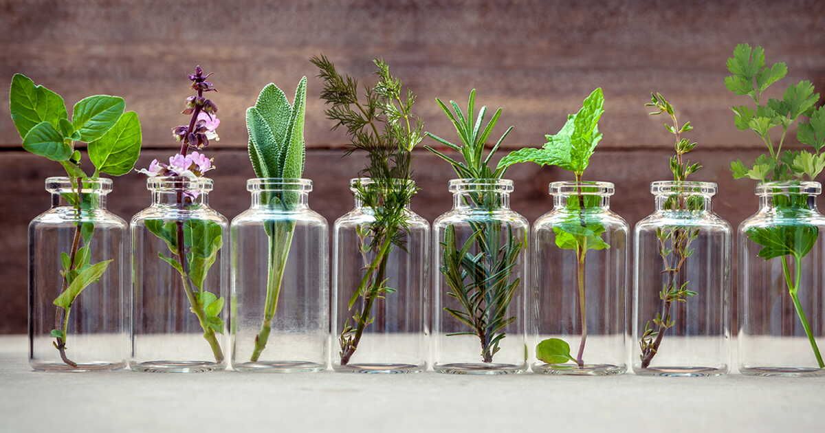 Les secrets des herbes aromatiques : recettes et astuces de conservation