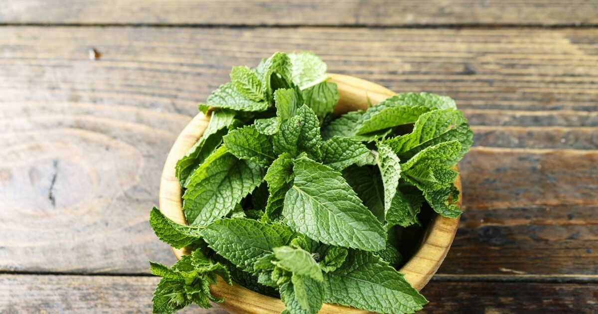 La menthe : un trésor aromatique aux racines millénaires