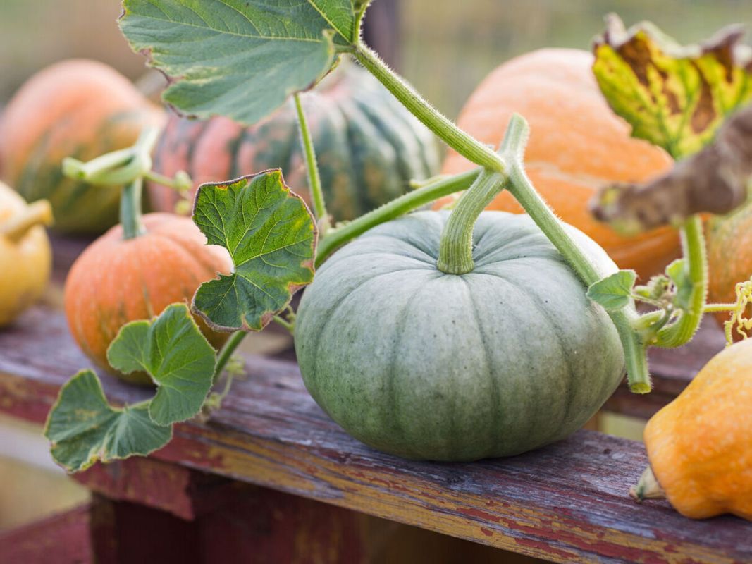 Le potiron, un incontournable de l'automne selon un gastro-entérologue
