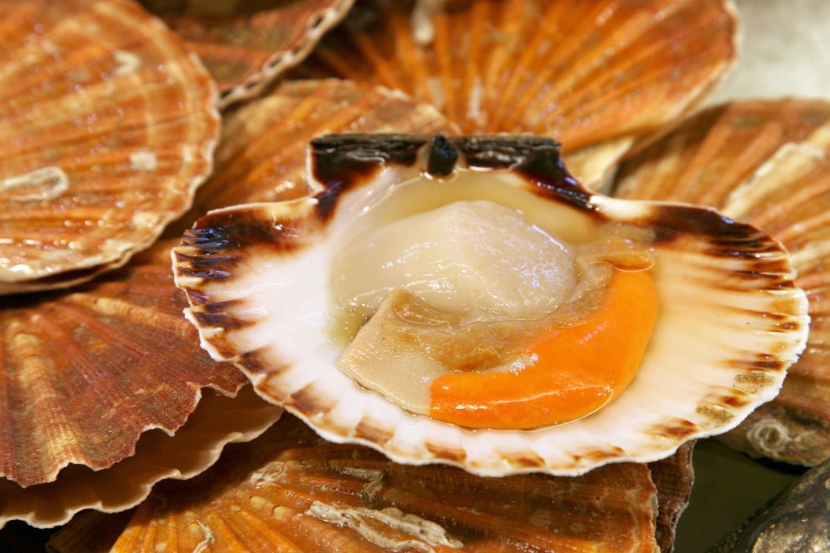 Évitez la catastrophe culinaire : comment reconnaître une noix de Saint-Jacques avariée