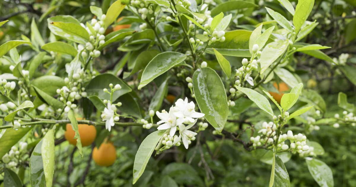 La fleur d'oranger, précieuse délicatesse de printemps