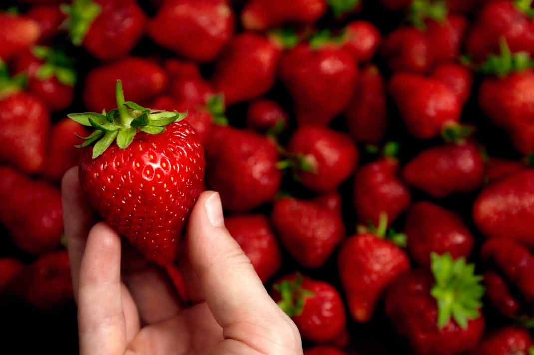 Comment conserver des fraises ?