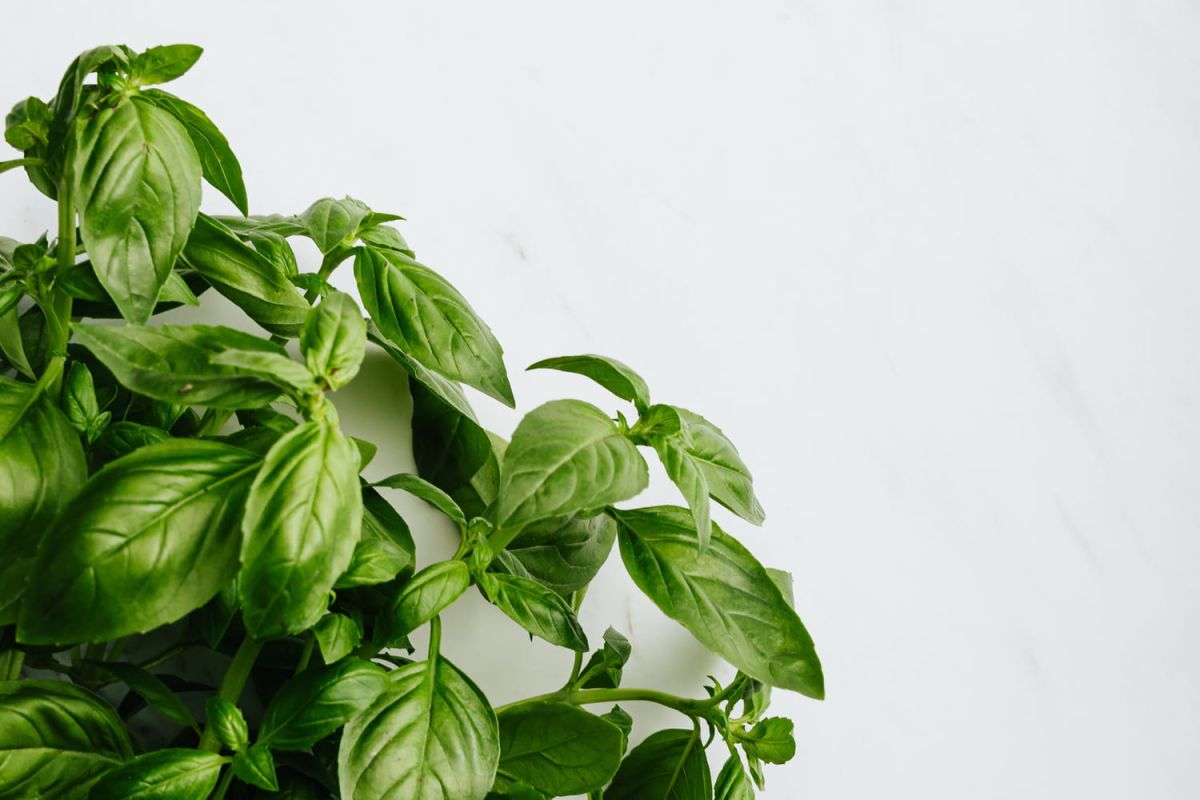 Comment bien conserver du basilic coupé ?