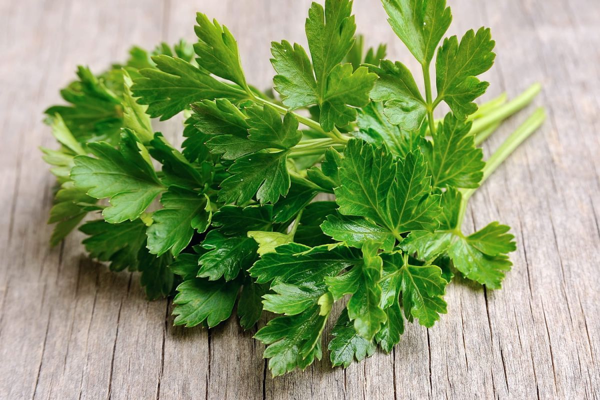 Les secrets pour conserver du persil frais et aromatique