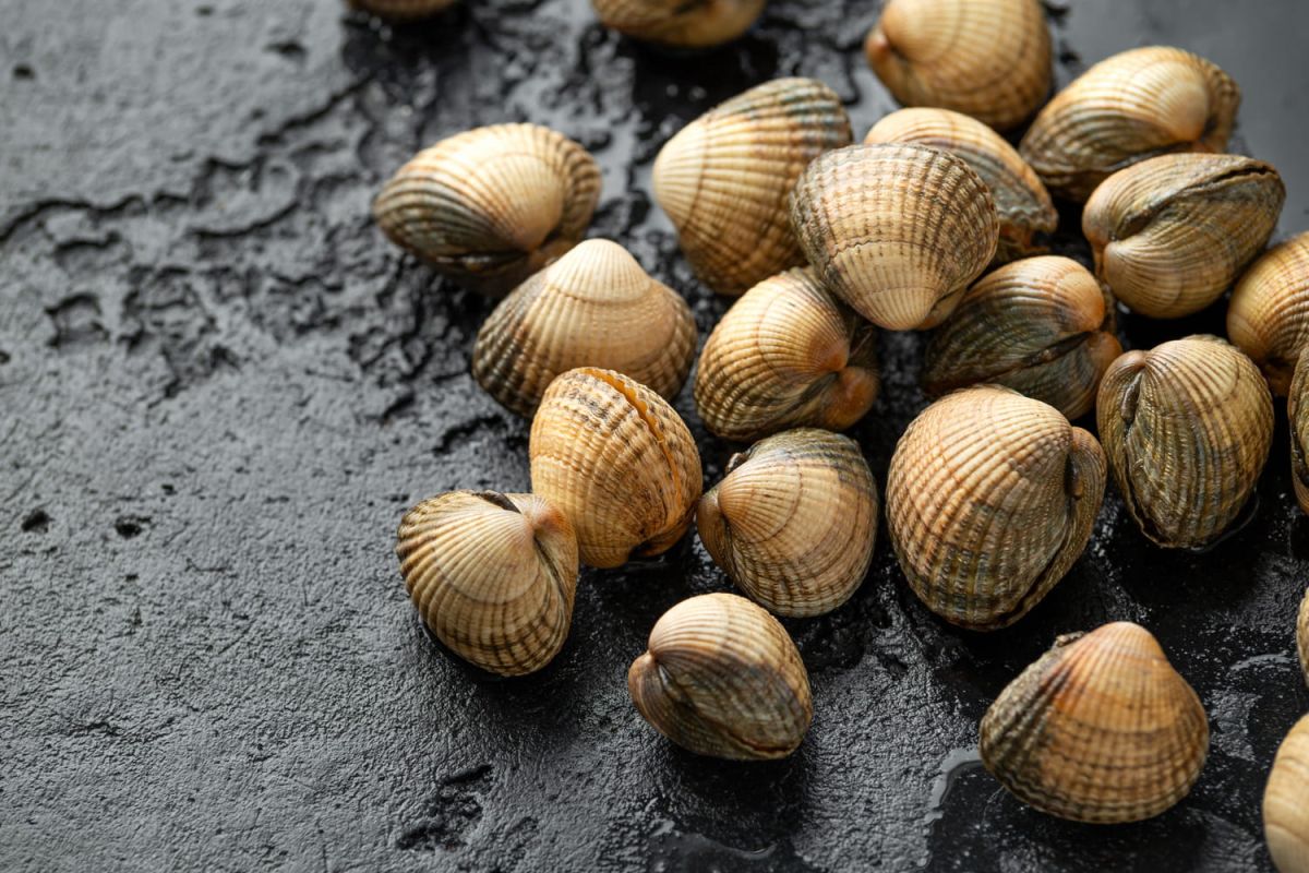 Cuisson des coques : comment cuisiner ce délicat coquillage ?