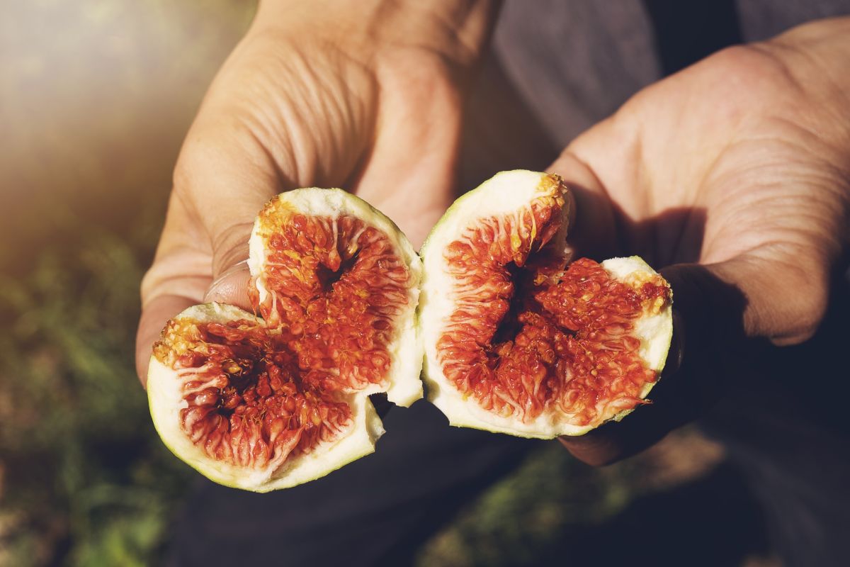 Manger des figues : réalité ou mythe de la guêpe cachée ?