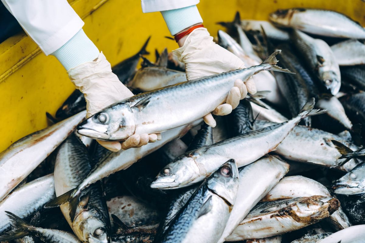 Un panier de la mer à prix mini : la belle initiative des poissonniers normands