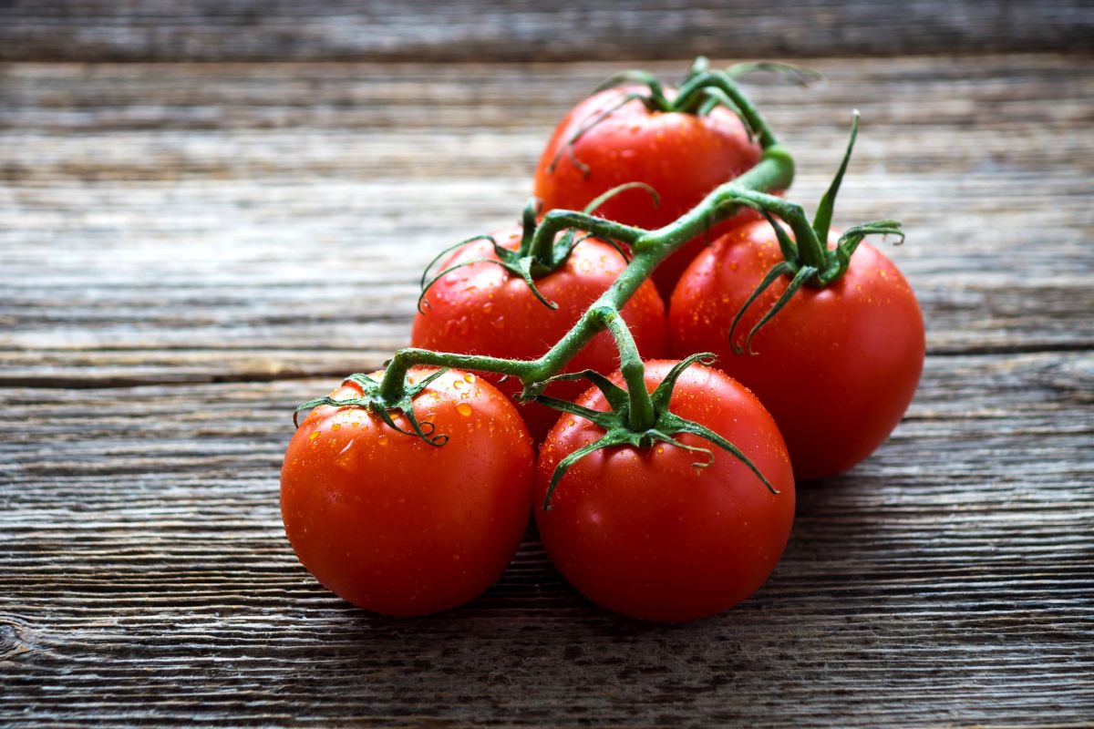 La tomate révolutionnaire fait son apparition